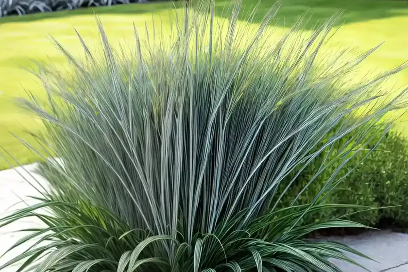 Sedge (Carex ‘Silver Sceptre’) — photo 2