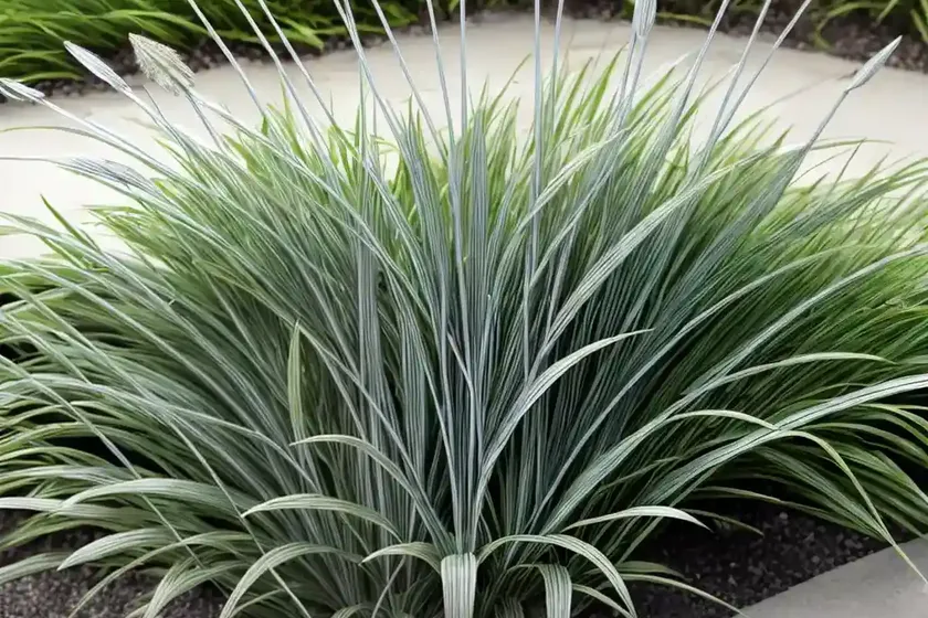 Sedge (Carex ‘Silver Sceptre’)
