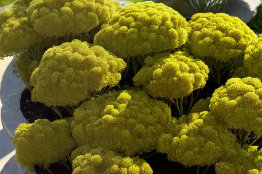 Sedum acre (gold moss) — photo 3