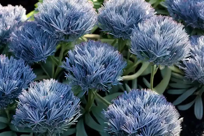 Sedum ‘blue elf’ (sunsparkler series) — photo 2
