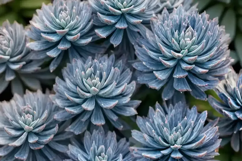 Sedum ‘blue elf’ (sunsparkler series) — photo 3