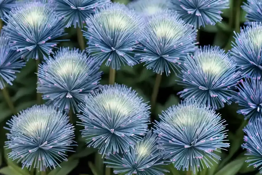 Sedum ‘blue elf’ (sunsparkler series)