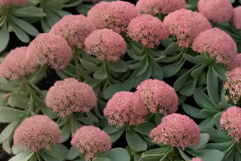 Sedum ‘cherry tart’ (sunsparkler series) — photo 2