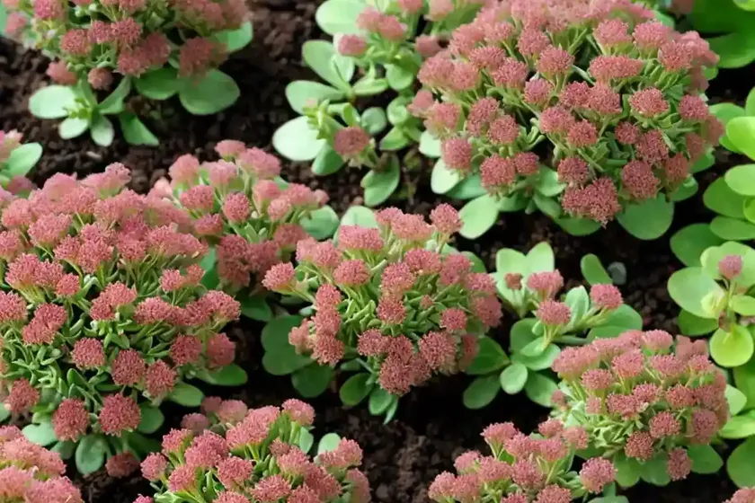 Sedum ‘cherry truffle’ (stonecrop) — photo 2