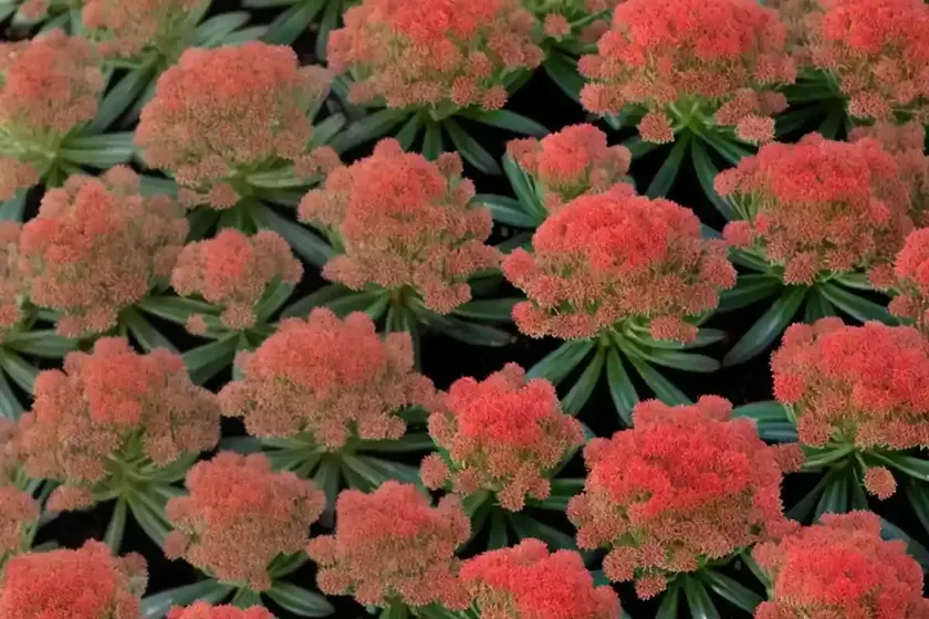 Sedum ‘desert red’ (stonecrop) — photo 2