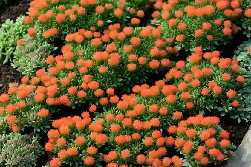 Sedum kamtschaticum var. floriferum ‘weihenstephaner gold’ (orange stonecrop) — photo 3