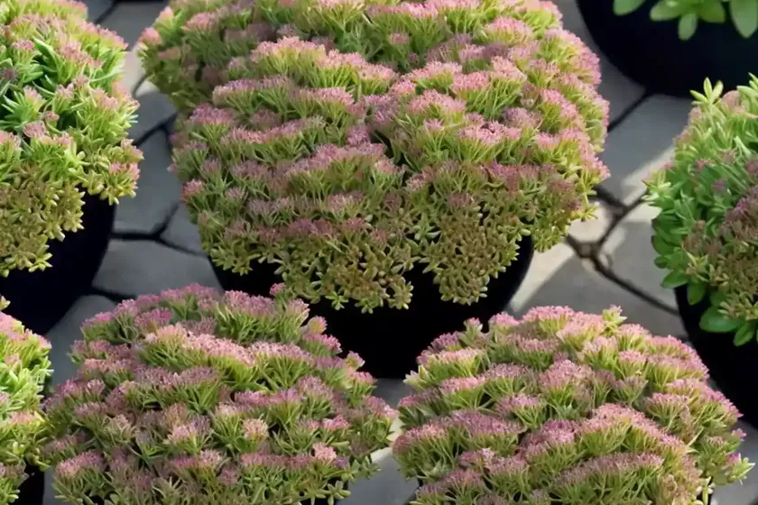 Sedum little missy (sedum ‘little missy’) — photo 3