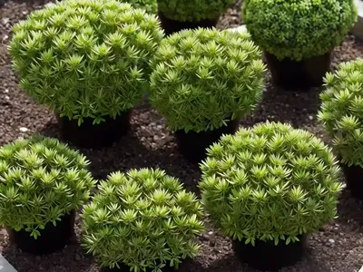 Sedum Lucidum Obesum (Sedum Lucidum ‘obesum’)