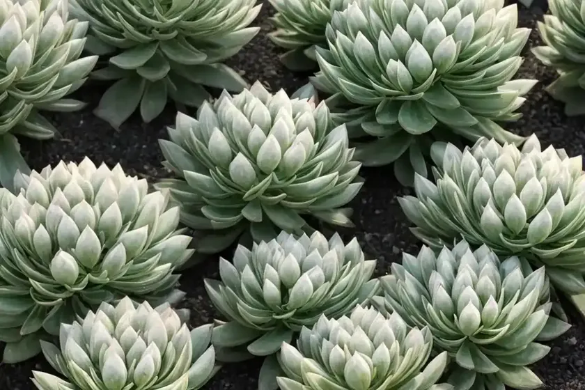 Sedum pachyclados (sedum pachyclados ‘white diamond’) — photo 2
