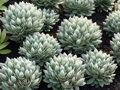 Sedum Pachyclados (Sedum Pachyclados ‘white Diamond’)