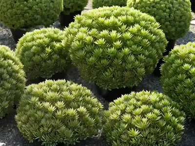 Sedum Palmeri (Sedum Palmeri)