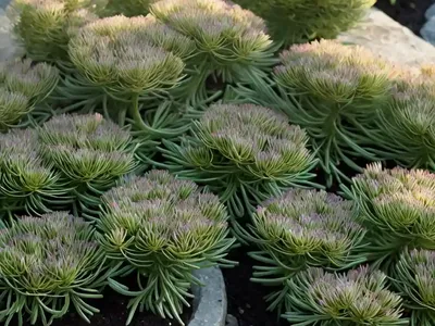 Sedum Sarmentosum (Sedum Sarmentosum)
