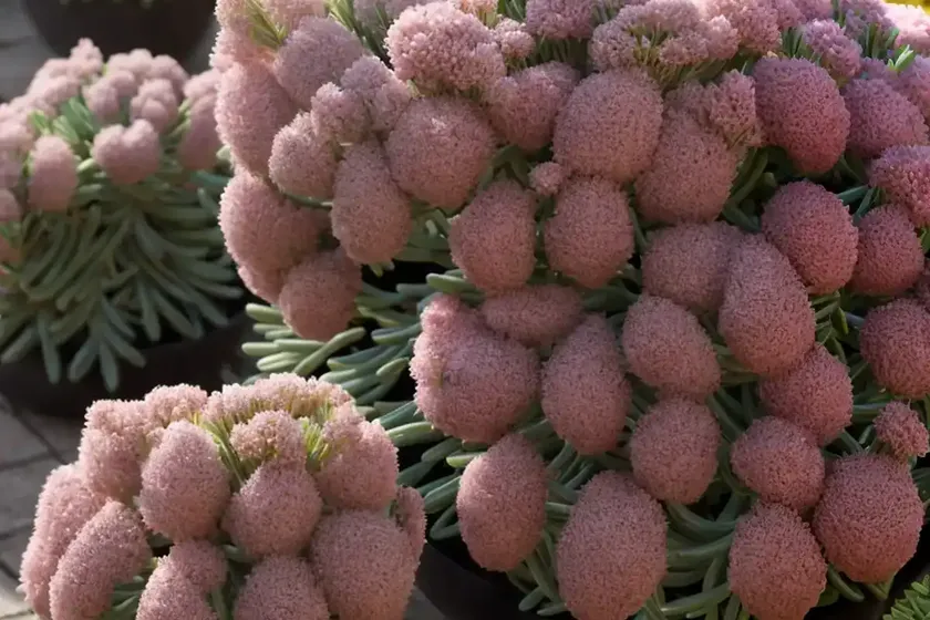 Sedum sieboldii (october daphne stonecrop) — photo 3