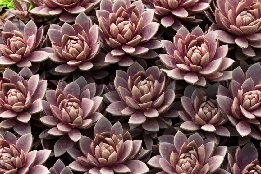 Sedum spathulifolium ‘purpureum’ (broadleaf stonecrop) — photo 3