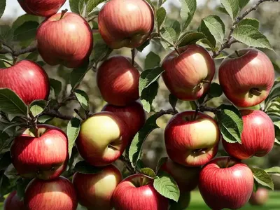 Semi-dwarf Apple (Malus ‘Jonagold’)