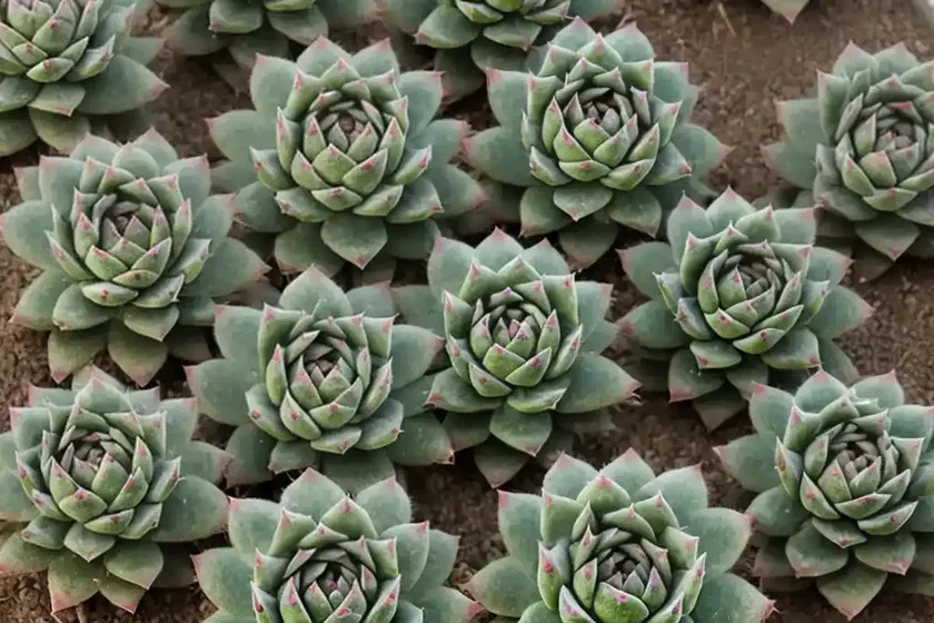 Sempervivum calcareum ‘greenii’ (hens and chicks) — photo 3