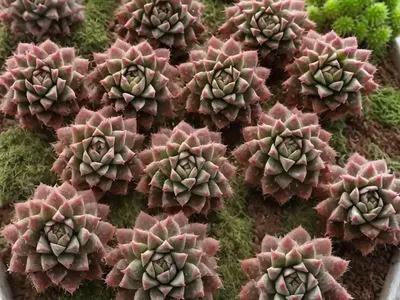 Sempervivum Chick Charms� Cinnamon Starburst� (Hens And Chicks)