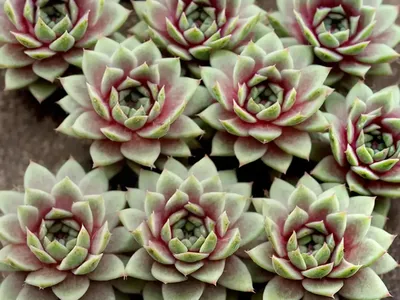 Sempervivum Chick Charms� ‘Pineapple Paradise’ (Hens And Chicks)
