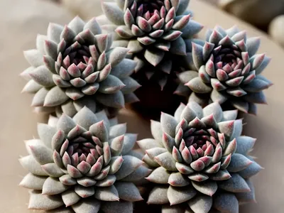 Sempervivum Chick Charms� Silver Suede� (Hens And Chicks)
