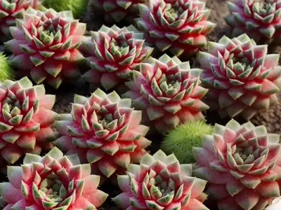Sempervivum Chick Charms� Strawberry Kiwi� (Hens And Chicks)