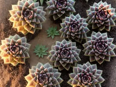 Sempervivum Chick Charms� Sugar Shimmer� (Hens And Chicks)