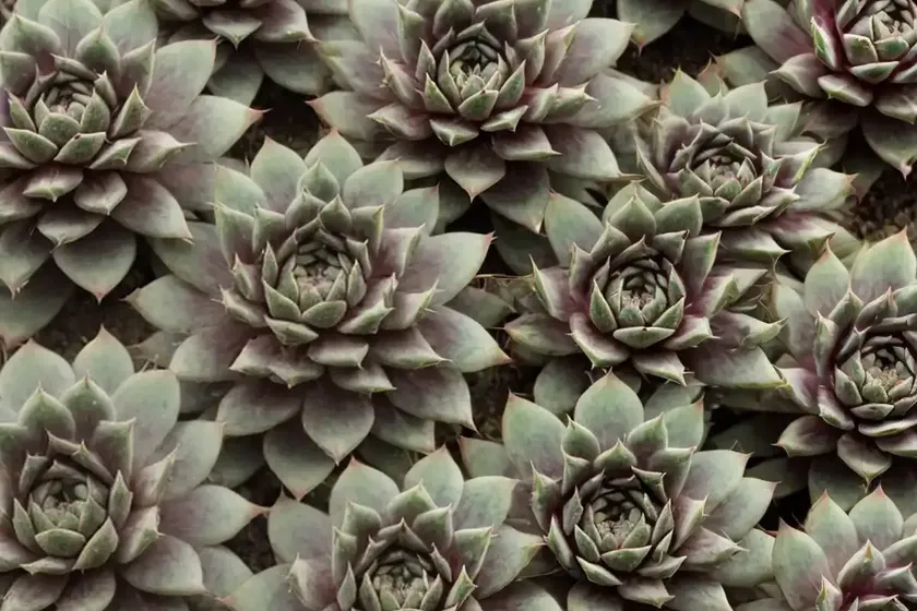 Sempervivum ‘commander hay’ (hens and chicks) — photo 2