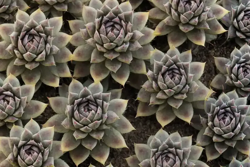 Sempervivum ‘commander hay’ (hens and chicks) — photo 3