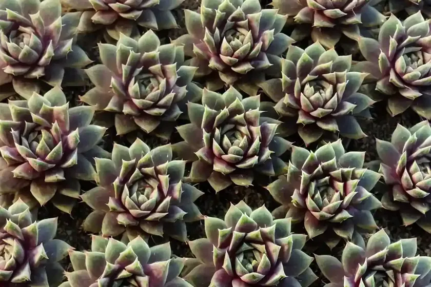 Sempervivum ‘commander hay’ (hens and chicks)