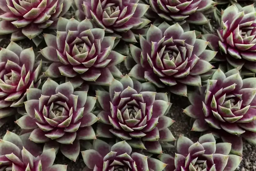 Sempervivum ‘ohio burgundy’ (hens and chicks) — photo 2