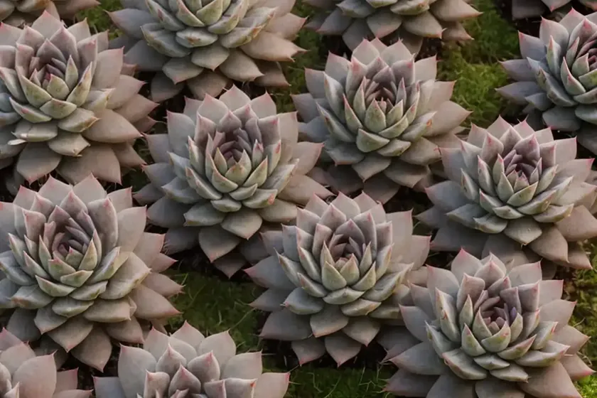 Sempervivum ‘ohio burgundy’ (hens and chicks) — photo 3