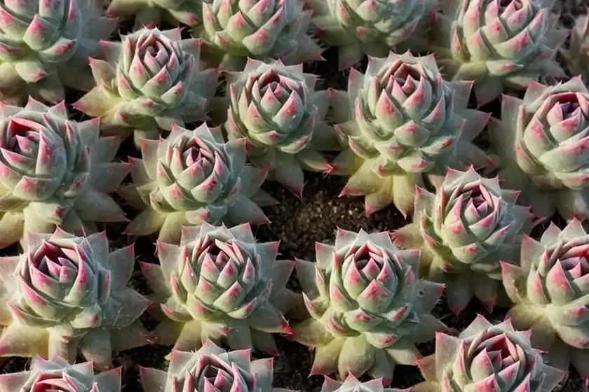Sempervivum ‘peggy’ (hens and chicks) — photo 3
