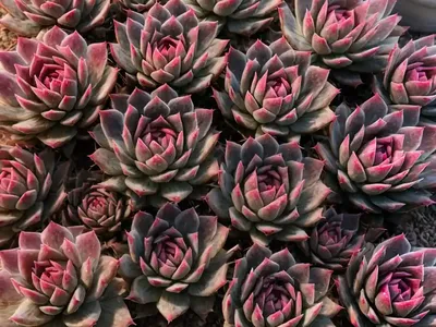 Sempervivum ‘Red Beauty’ (Hens And Chicks)