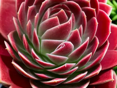 Sempervivum ‘Ruby Heart’ (Echeveria Sempervivum)