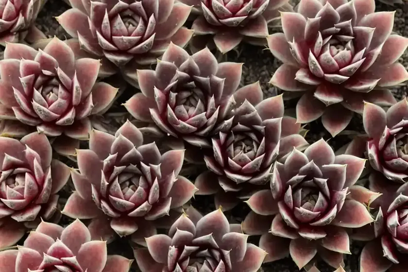 Sempervivum ‘ruby heart’ (hens and chicks) — photo 2