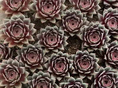 Sempervivum SUPERSEMPS� ‘Ruby’ (Hens And Chicks)