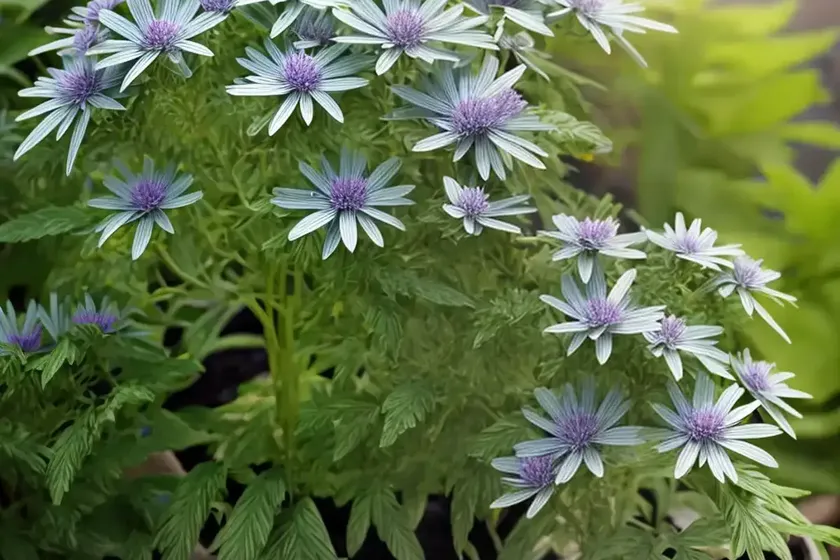 Senecio barbertonicus (senecio barbertonicus) — photo 2