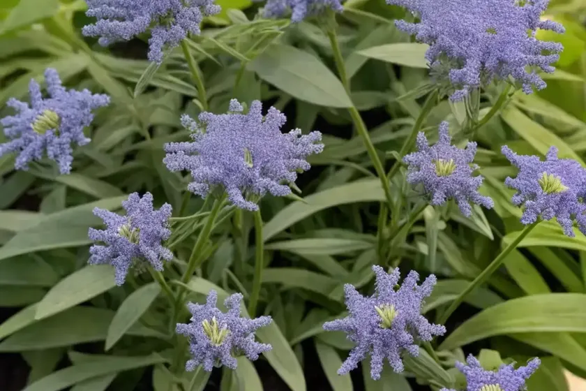 Senecio barbertonicus (senecio barbertonicus) — photo 3
