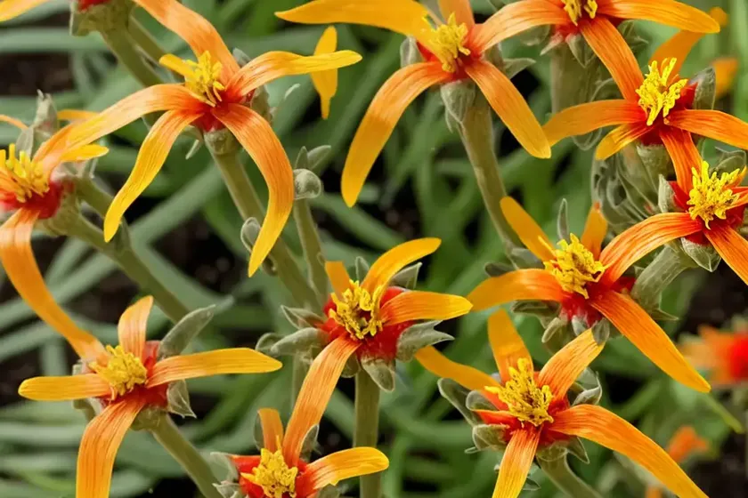 Senecio confusus (mexican flame vine) — photo 2