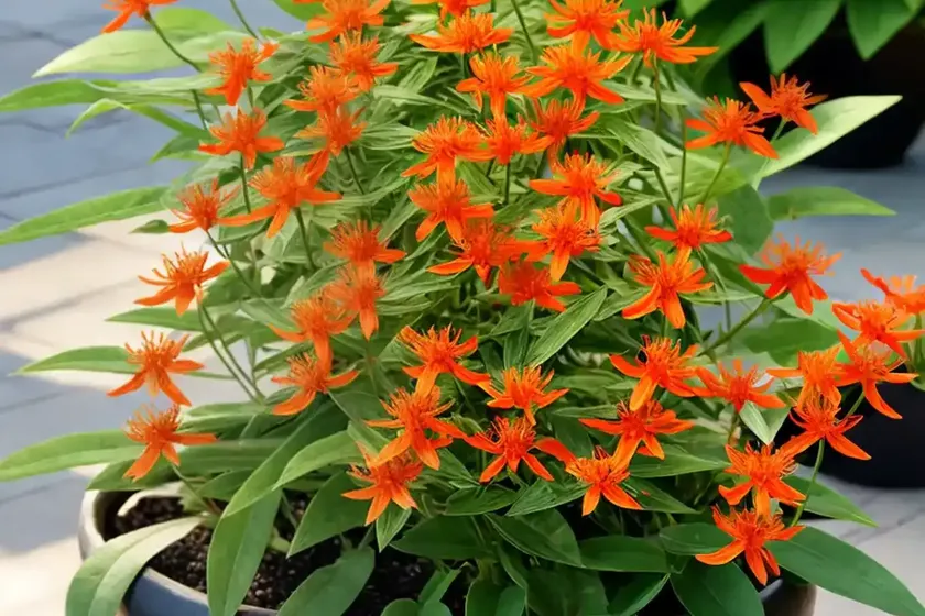 Senecio confusus (mexican flame vine) — photo 3