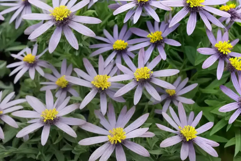 Senecio crassissimus (senecio crassissimus) — photo 2