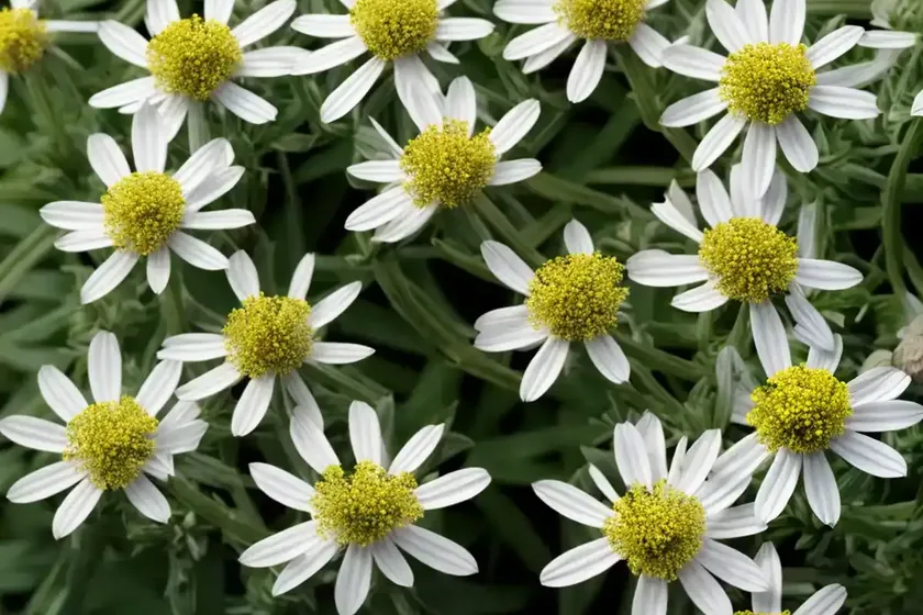 Senecio crassissimus (senecio crassissimus) — photo 3