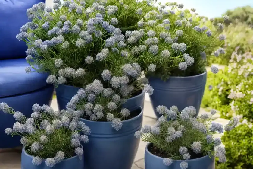Senecio mandraliscae (blue chalksticks) — photo 2