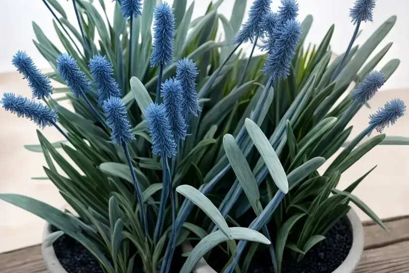 Senecio mandraliscae (blue chalksticks) — photo 3