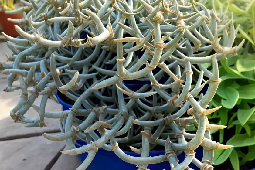 Senecio radicans (fishhooks senecio) — photo 2