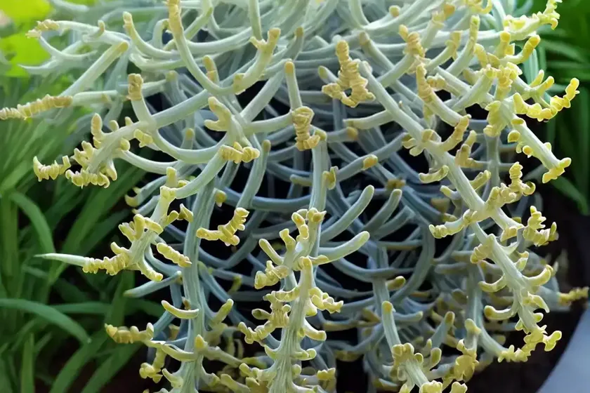 Senecio radicans (fishhooks senecio) — photo 3