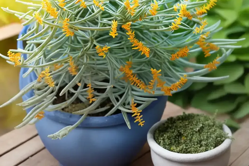 Senecio radicans (fishhooks senecio)
