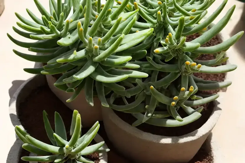 Senecio stapeliiformis (pickle plant) — photo 3