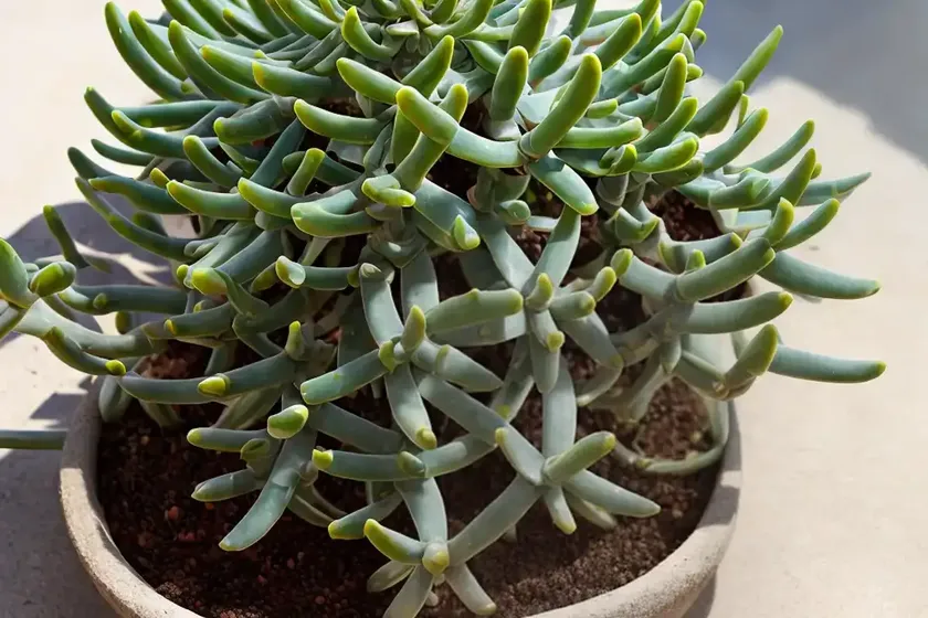Senecio stapeliiformis (pickle plant)