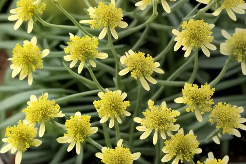 Senecio ‘string of tears’ (senecio citriformis) — photo 2
