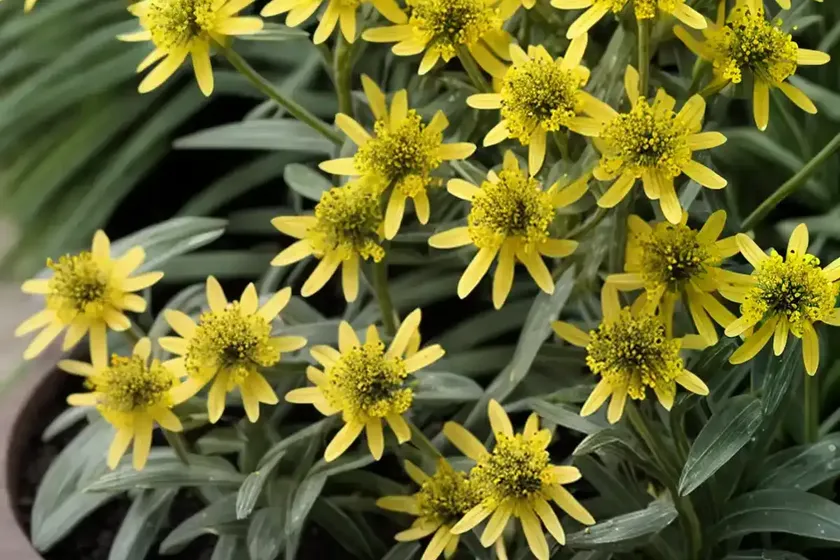 Senecio ‘string of tears’ (senecio citriformis) — photo 3